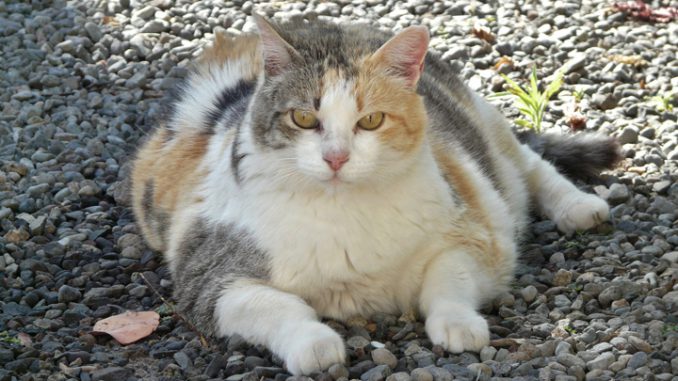 lucky-cat-1196761_1920.72-dpi-678x381